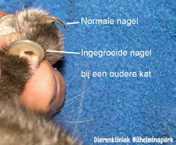 Deze kat van 17 heeft last van ingegroeide nagels.